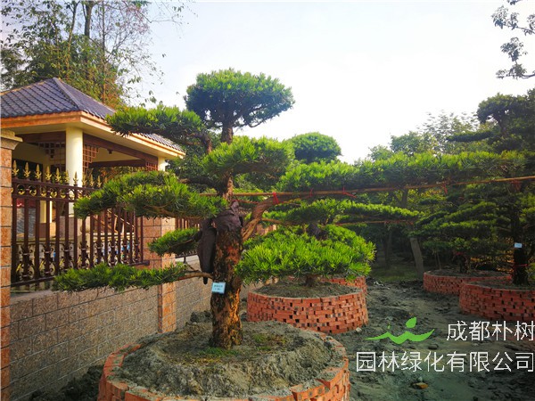 2020年成都市罗汉松价格趋势是怎么样的？